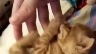 小橘猫,今天你的手就别走了